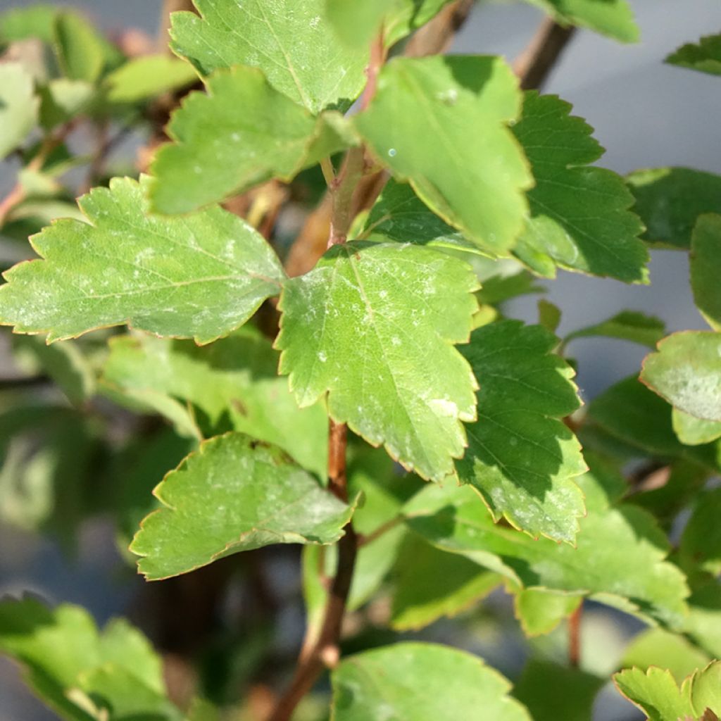 Spiraea vanhouttei - Spirée de Van Houtte