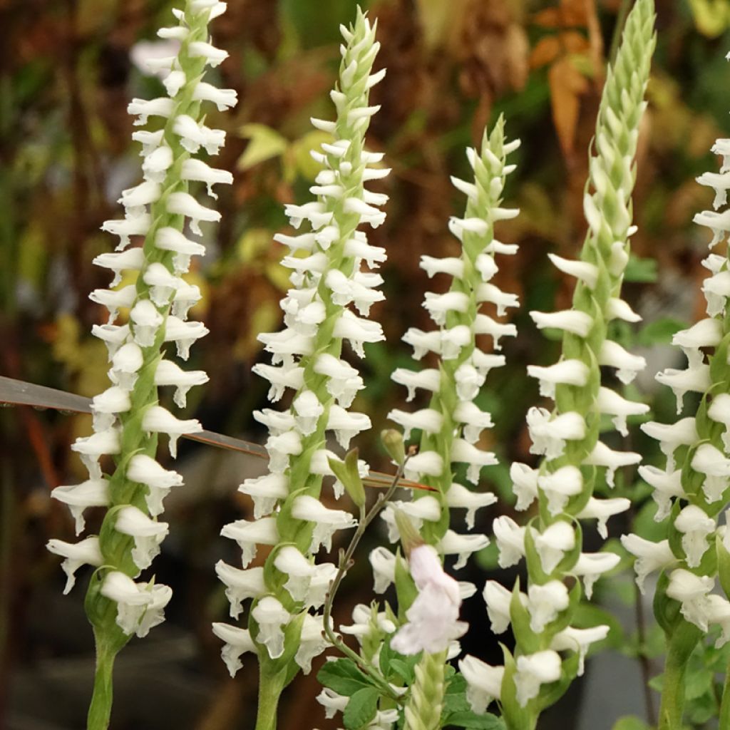 Spiranthes Chadd's Ford - Orchidée terrestre