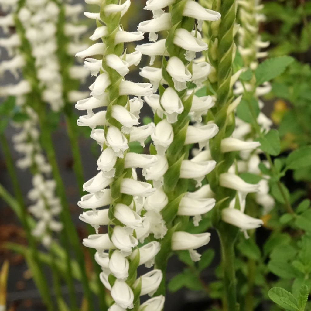 Spiranthes Chadd's Ford - Orchidée terrestre