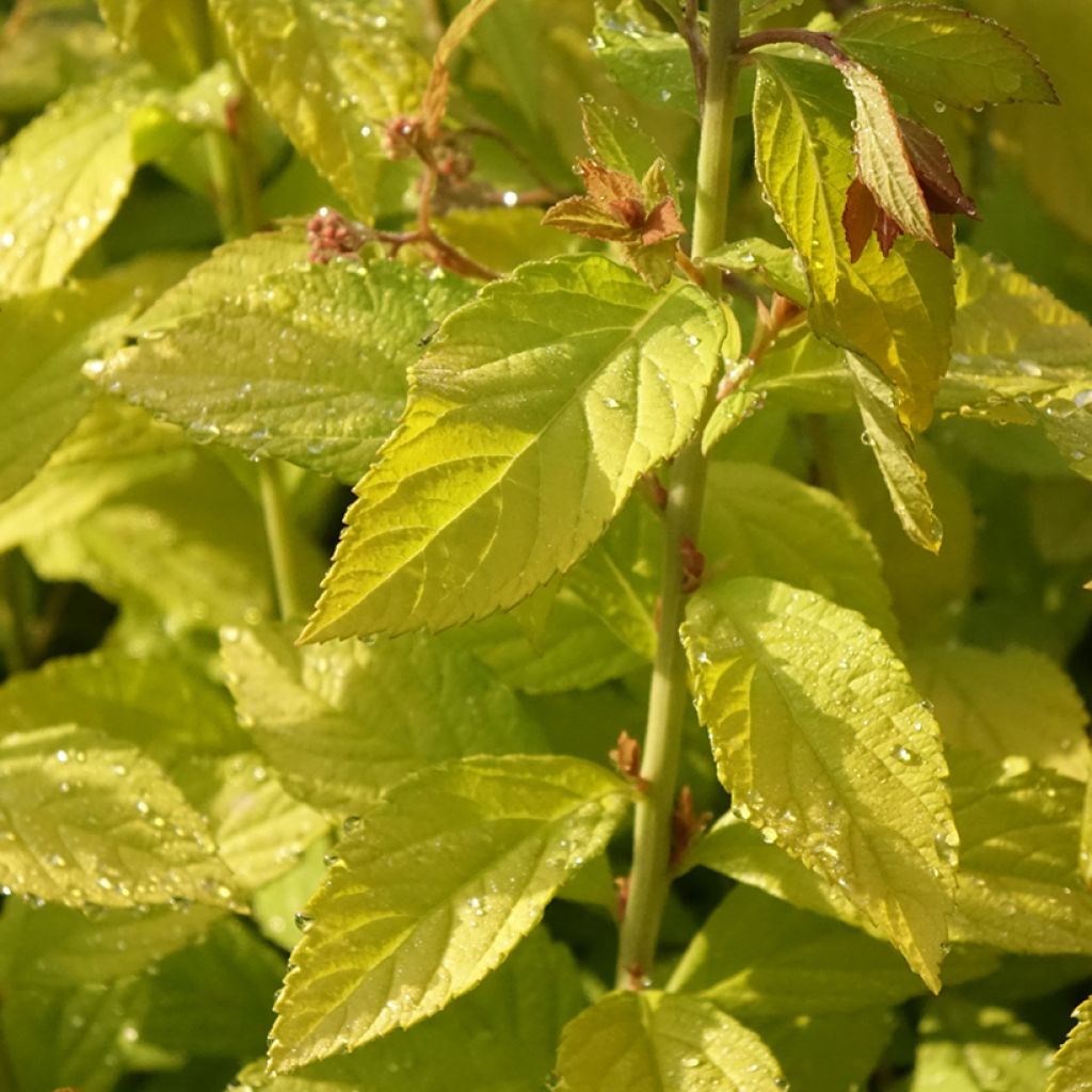 Spirée japonaise Golden Princess - Spiraea japonica