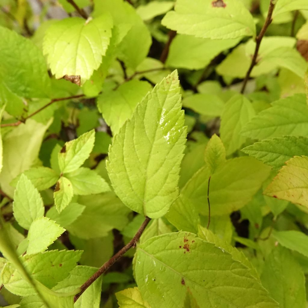 Spirée japonaise Little Princess - Spiraea japonica
