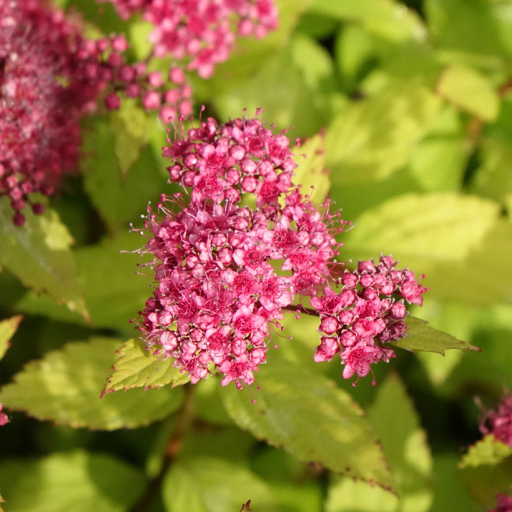Spirée japonaise Magic Carpet - Spiraea japonica