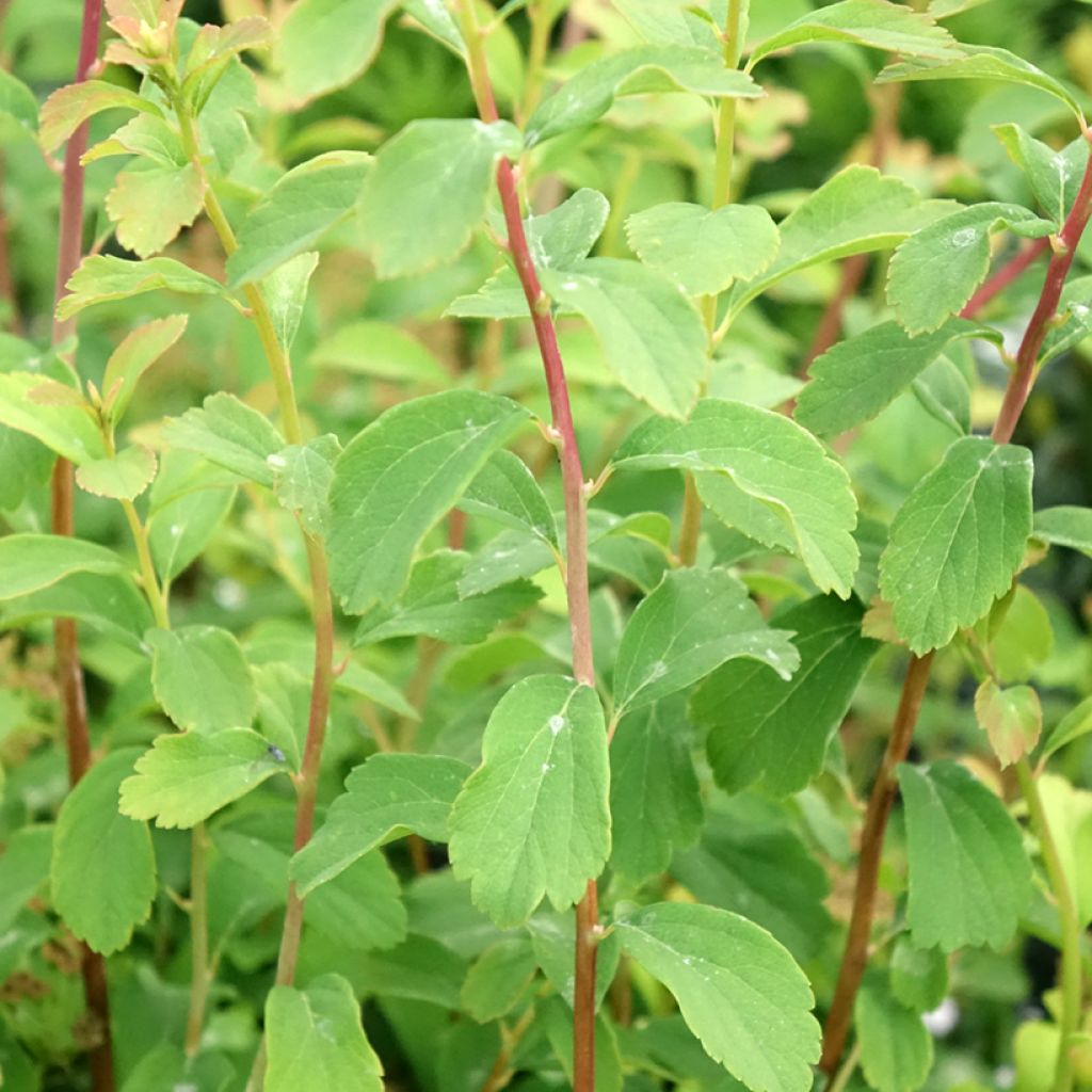 Spirée japonaise - Spiraea nipponica Halward's Silver