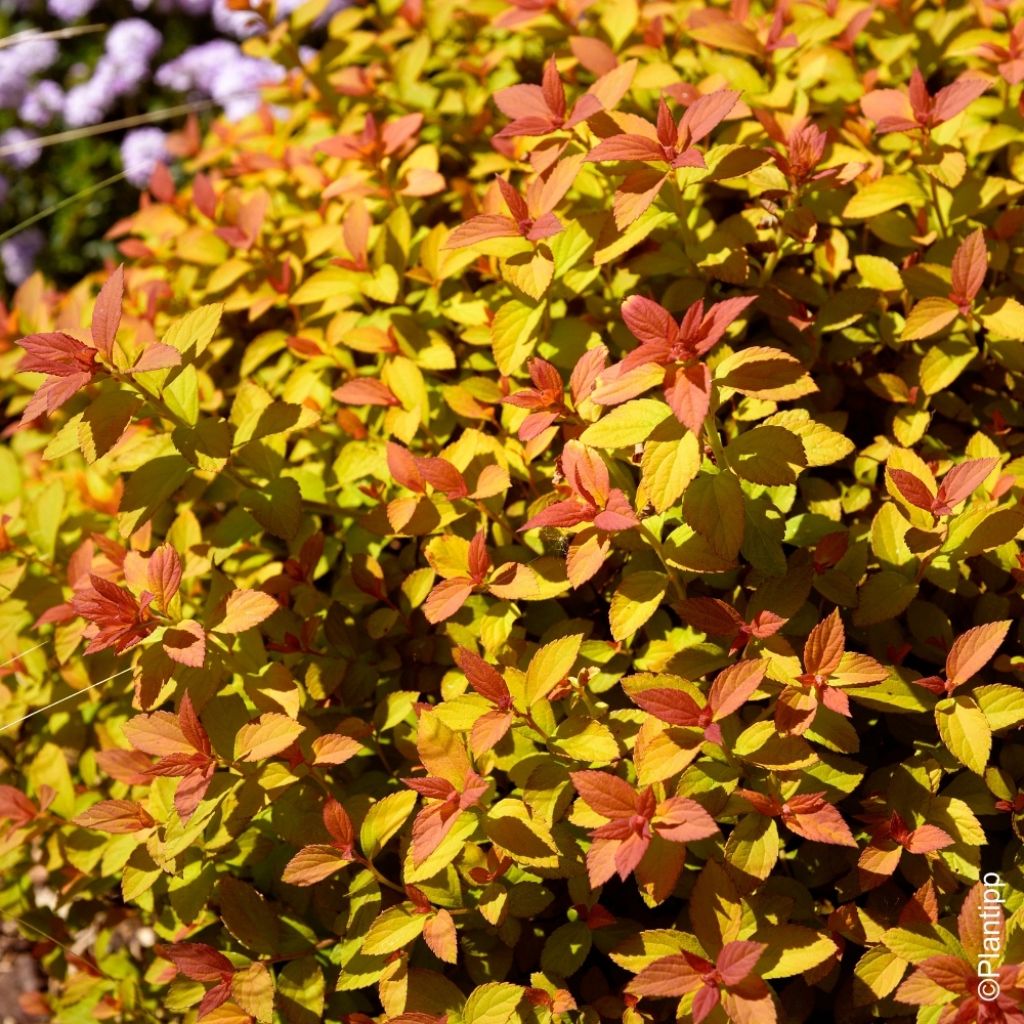Spirée japonaise Zen'Spirit Caramel