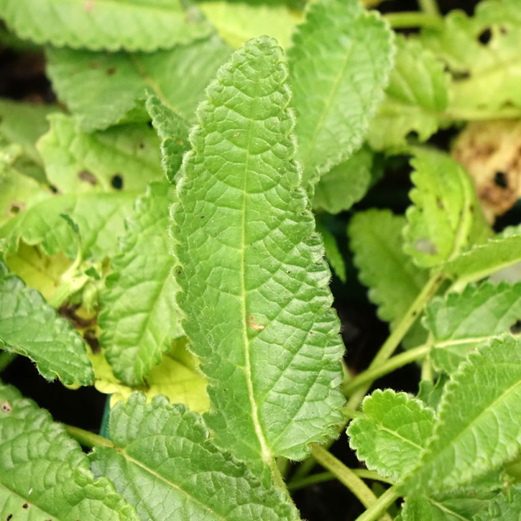 Stachys officinalis Alba - Bétoine officinale