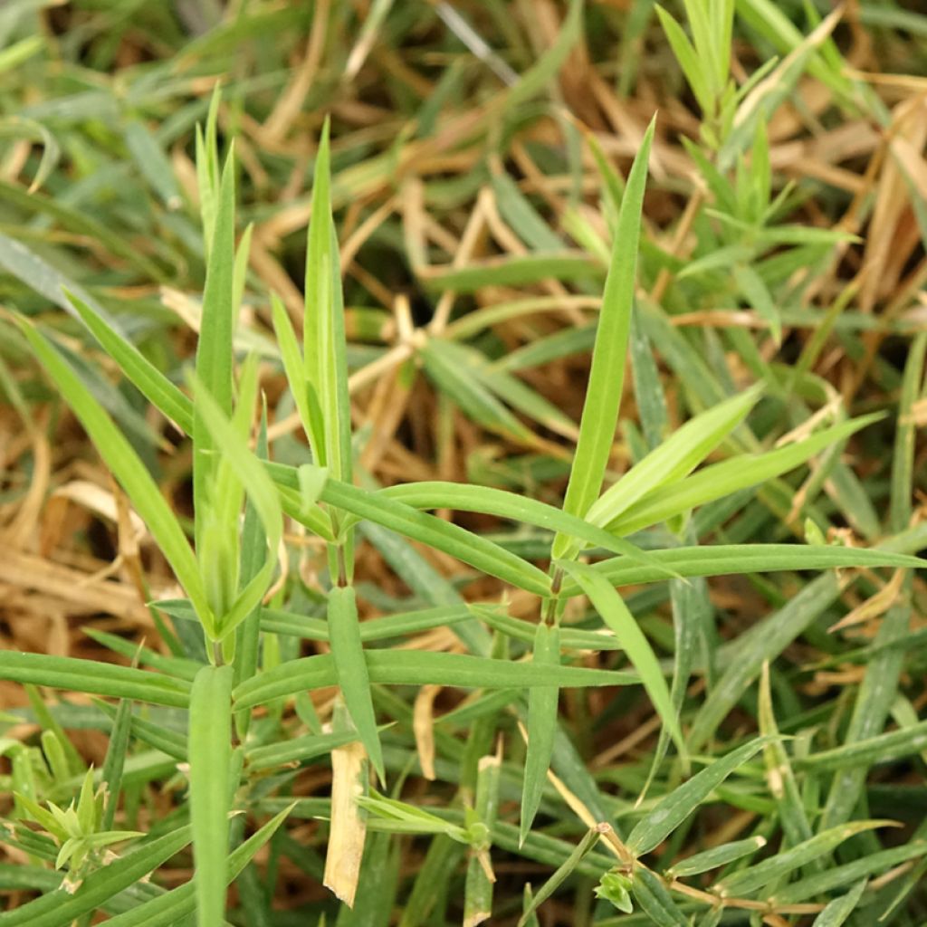Stellaria (Rabelera) holostea - Stellaire holostée