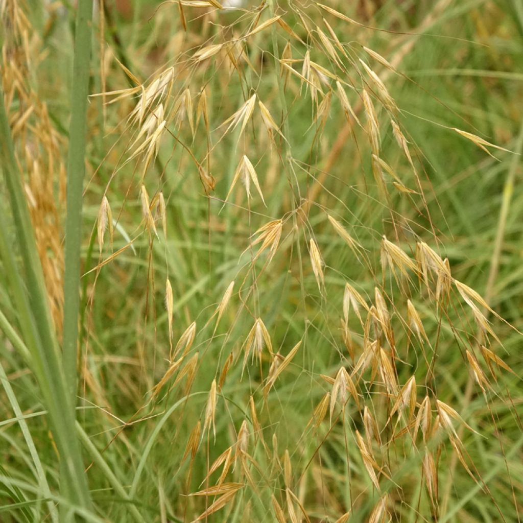 Stipa gigantea - Stipe géante