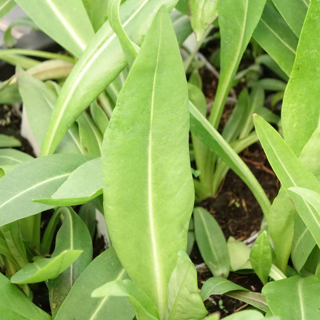 Stokesia laevis Alba - Bleuet d'Amérique - Stokésie blanche