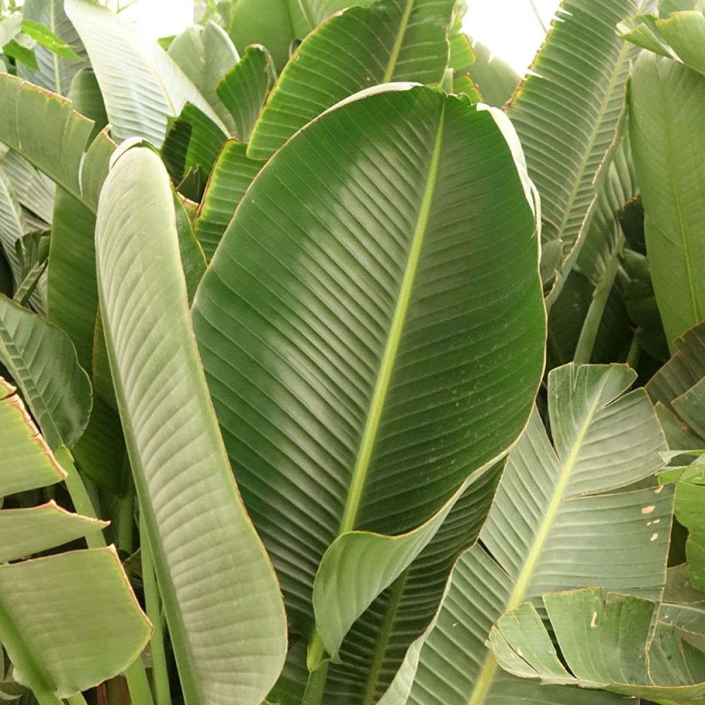 Strelitzia augusta (alba) - Oiseau de Paradis blanc 
