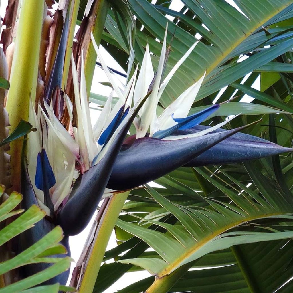 Strelitzia nicolai - Oiseau de Paradis blanc, géant 