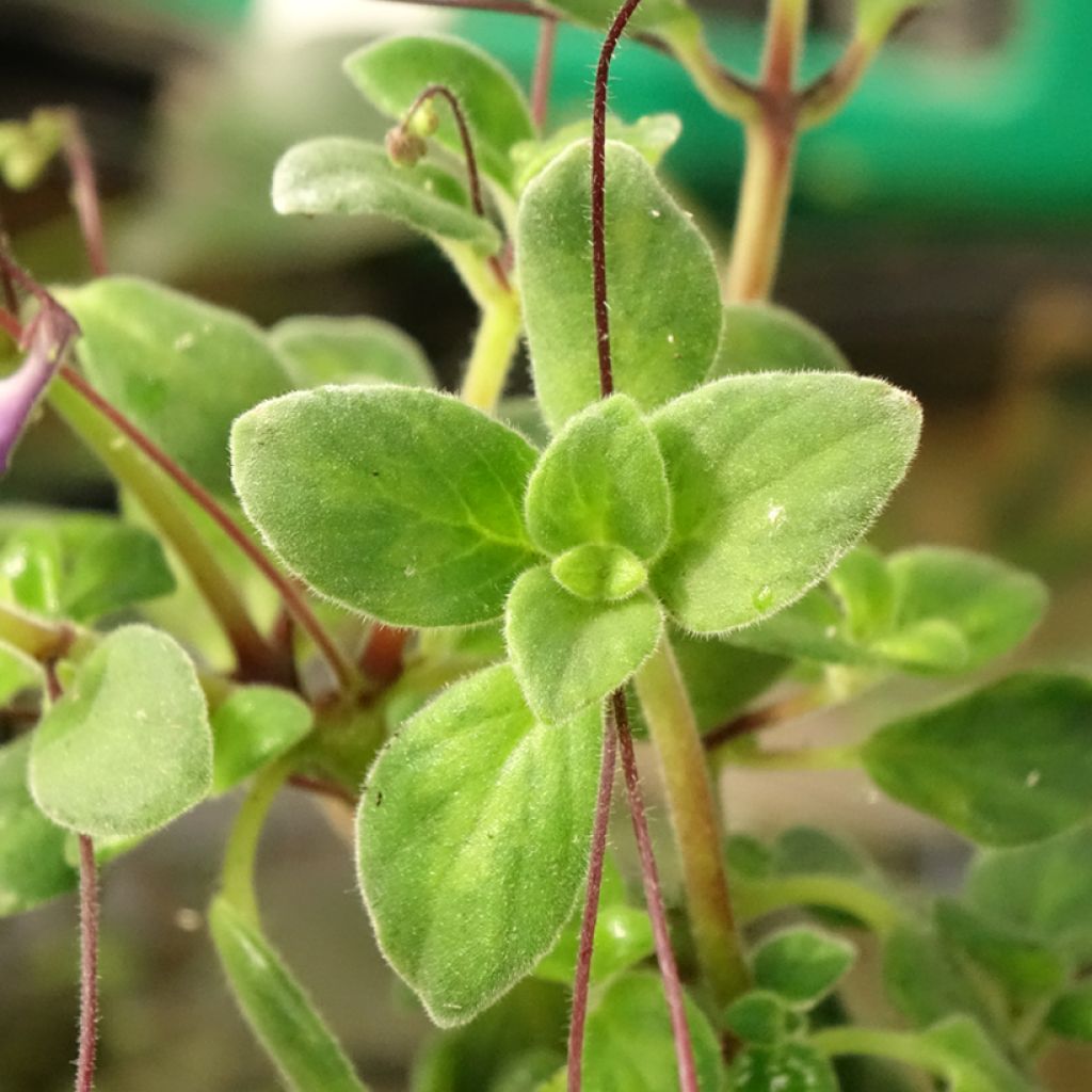 Streptocarpus pourpre - Primevère du Cap