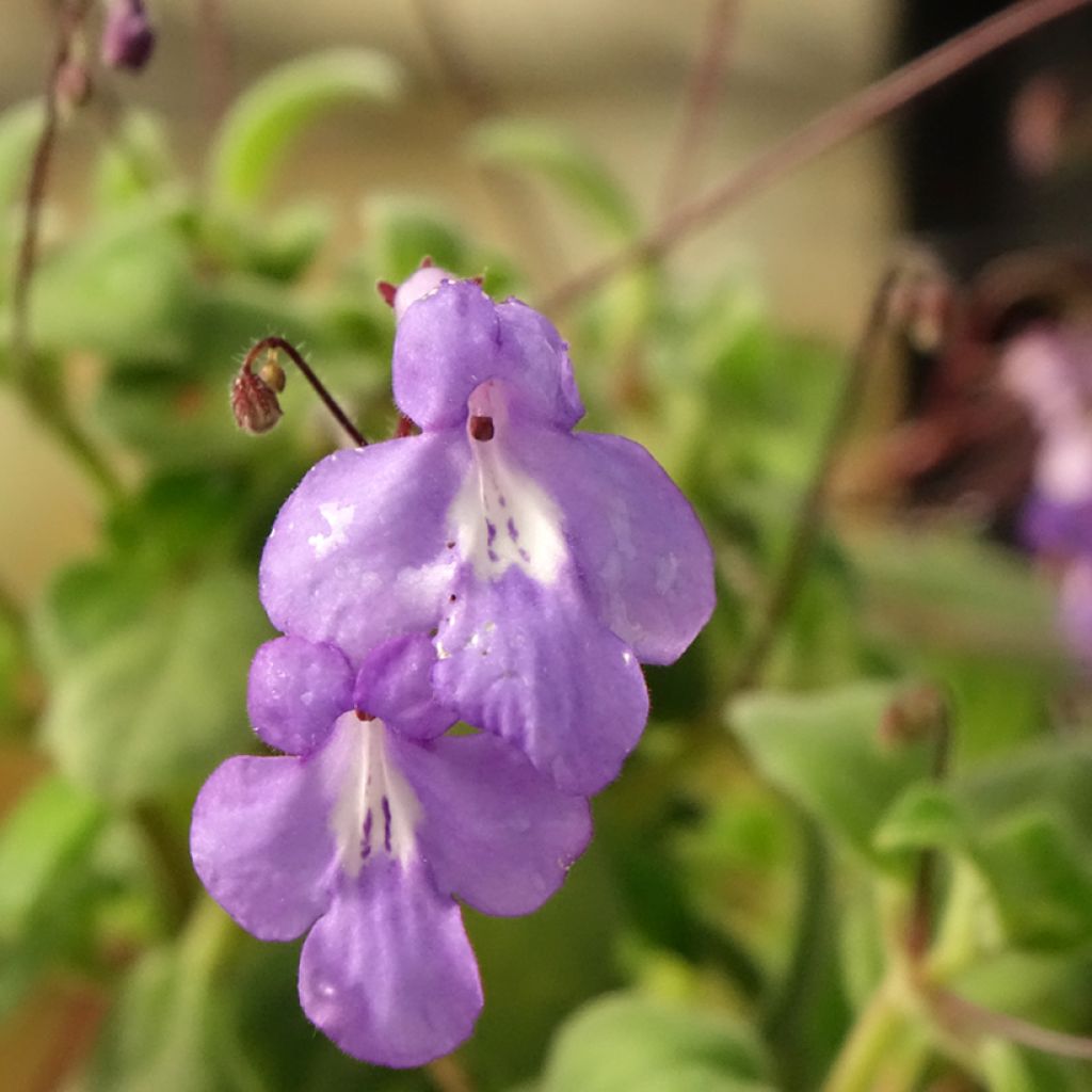 Streptocarpus pourpre - Primevère du Cap