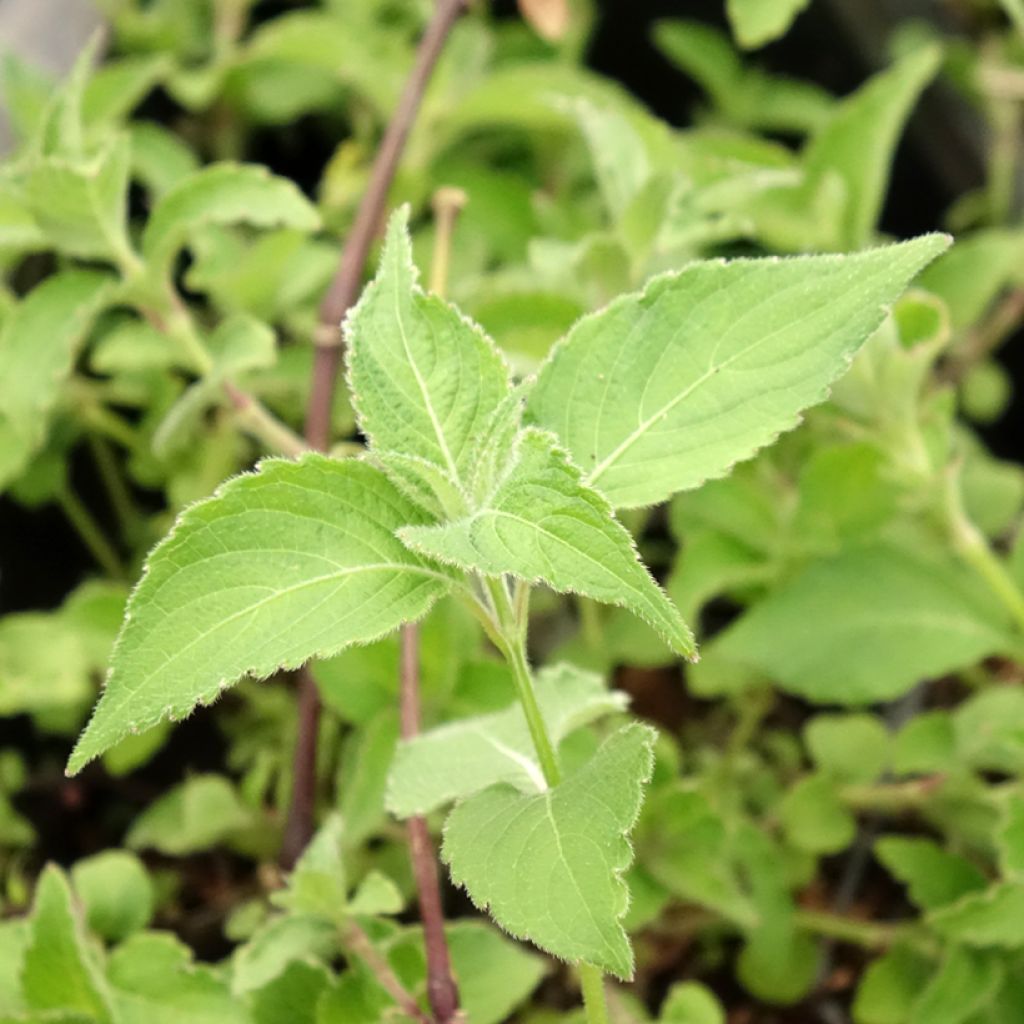 Strobilanthes attenuata Blue Carpet - Strobilanthe