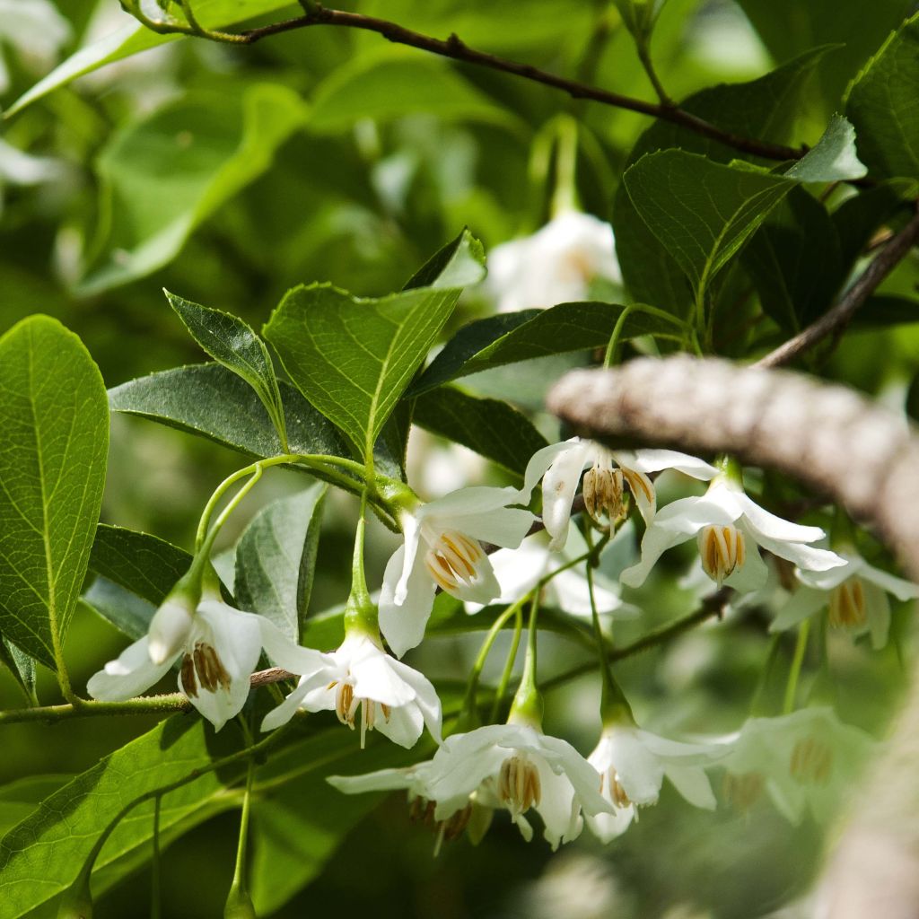 Styrax japonicus - Styrax japonais