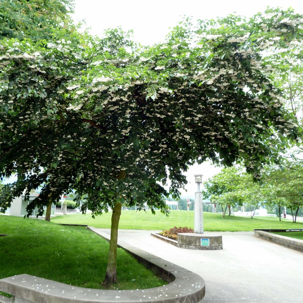 Styrax japonicus - Styrax japonais