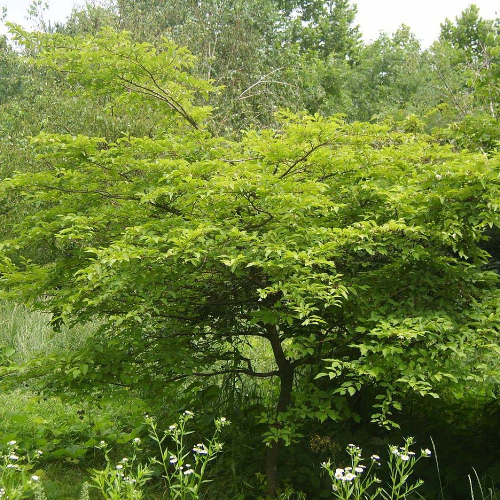 Styrax japonicus - Styrax japonais