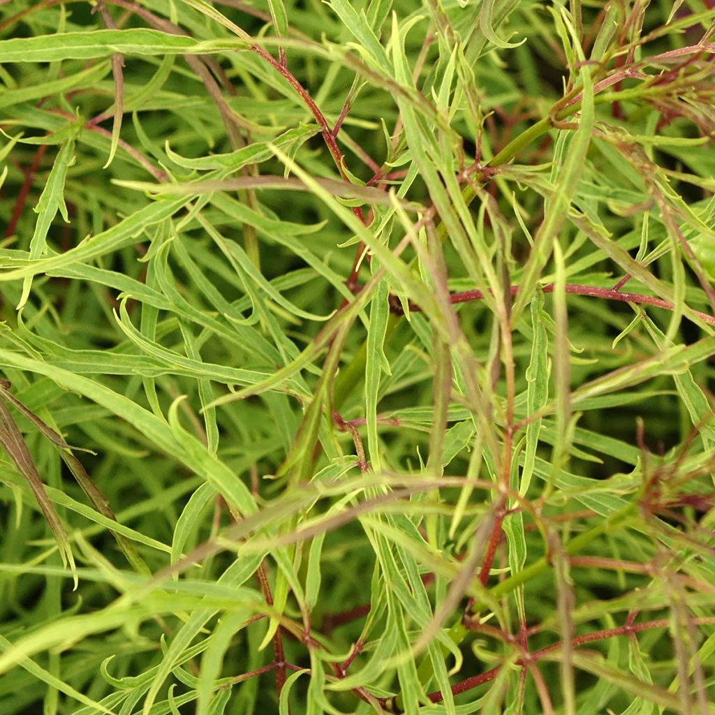 Sureau à grappes - Sambucus racemosa Tenuifolia