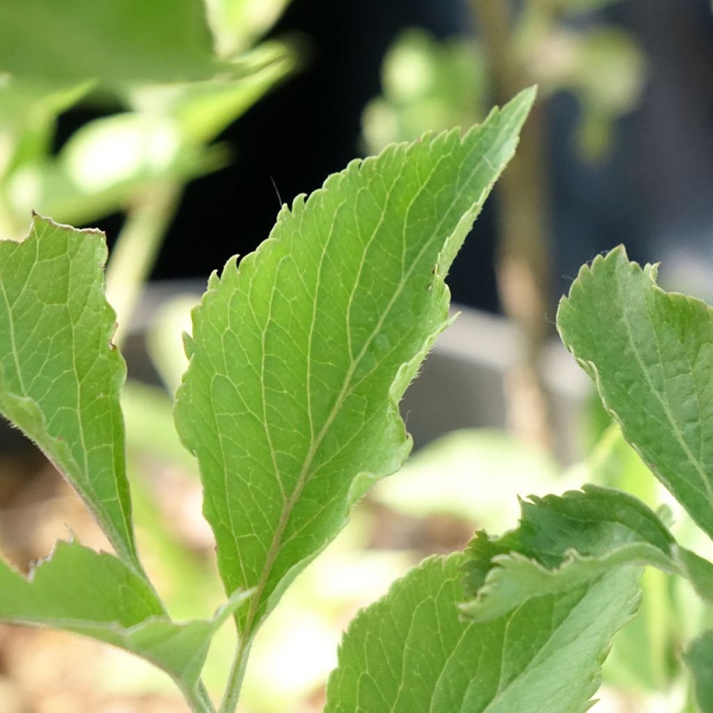 Sureau noir - Sambucus nigra Albida