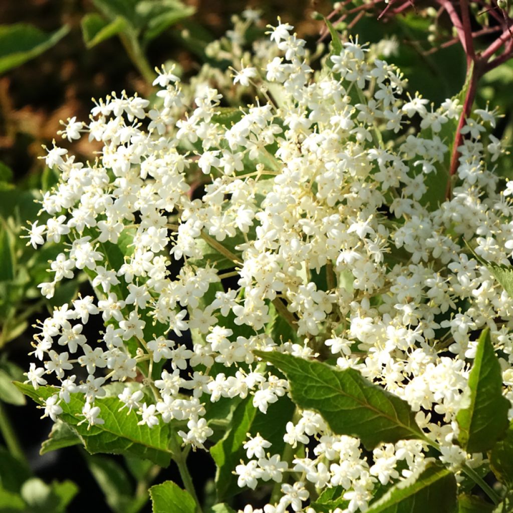 Sureau noir - Sambucus nigra Albida
