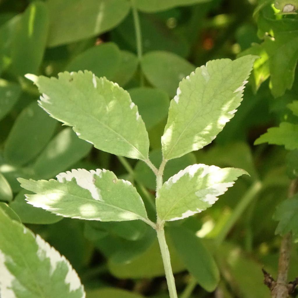 Sureau noir - Sambucus nigra Golden Spark