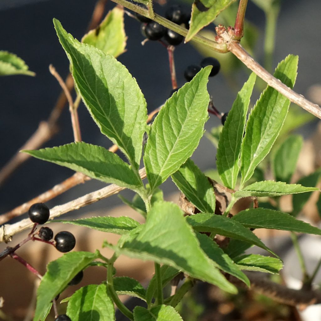 Sureau noir - Sambucus nigra Haidegg 17