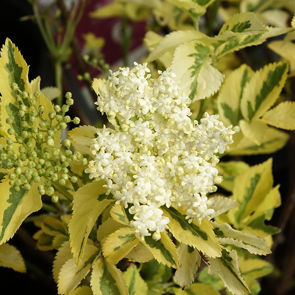 Sureau noir - Sambucus nigra Madonna