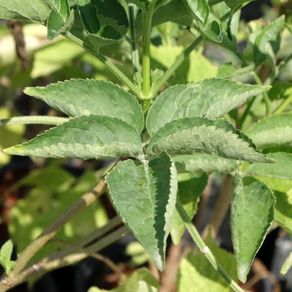 Sureau noir - Sambucus nigra