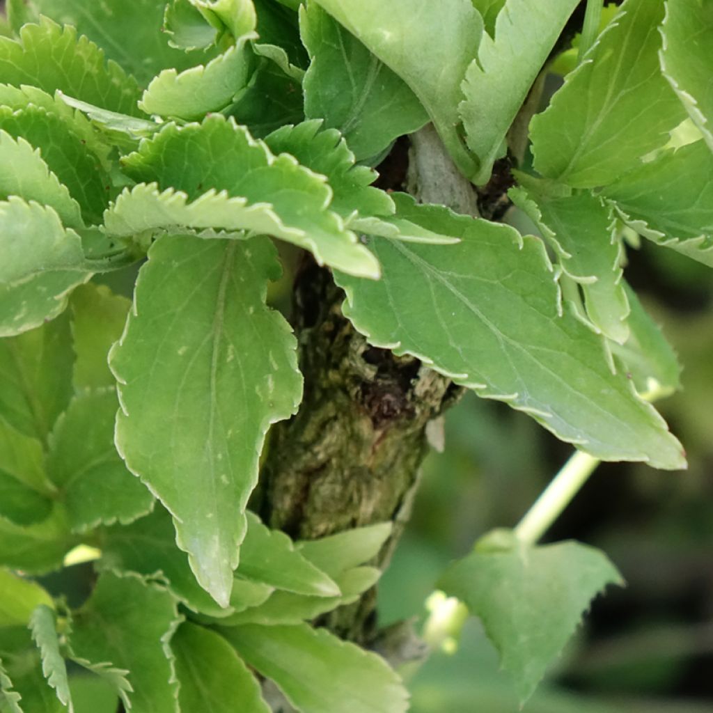 Sureau noir - Sambucus nigra Pyramidalis