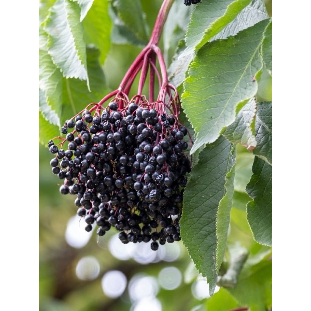 Sureau noir - Sambucus nigra