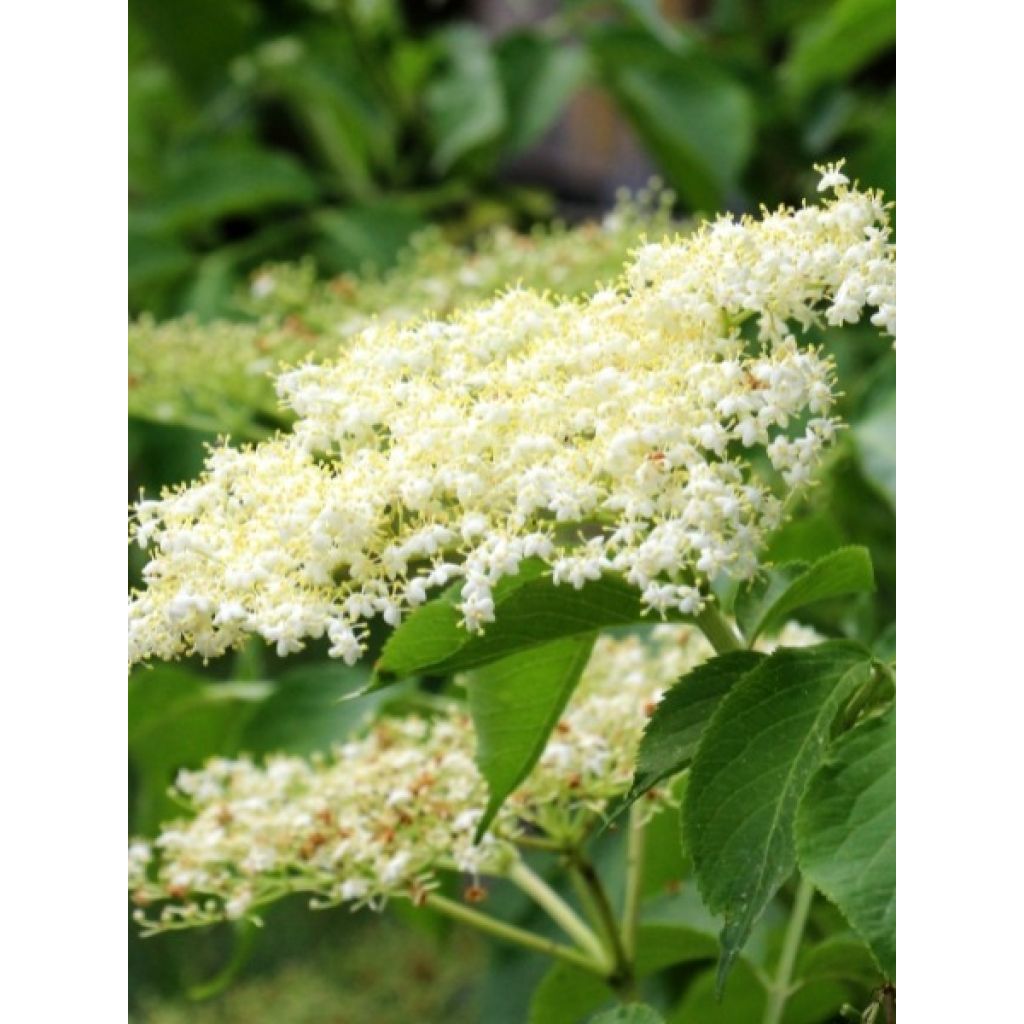 Sureau noir - Sambucus nigra