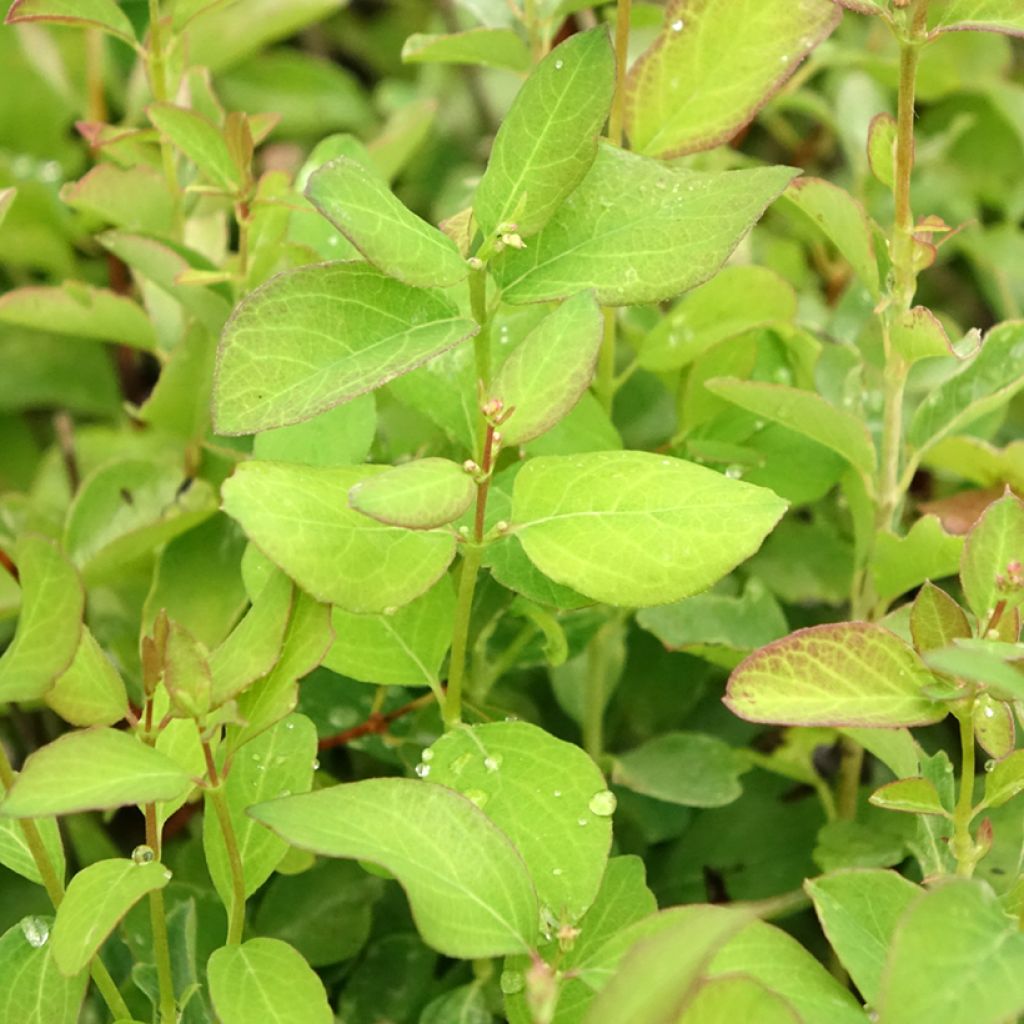 Symphorine - Symphoricarpos doorenbosii White Hedge