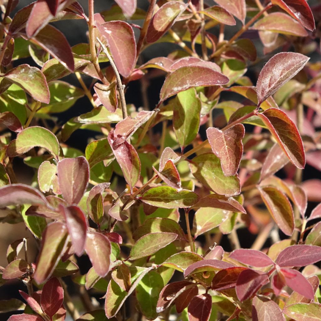Symphorine - Symphoricarpos Magical Berry Christmas