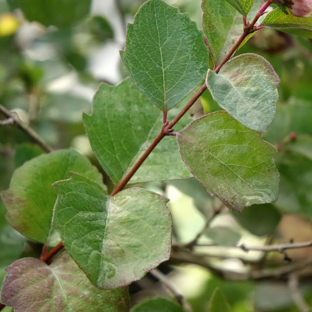 Symphorine - Symphoricarpos orbiculatus Symphony Rumble