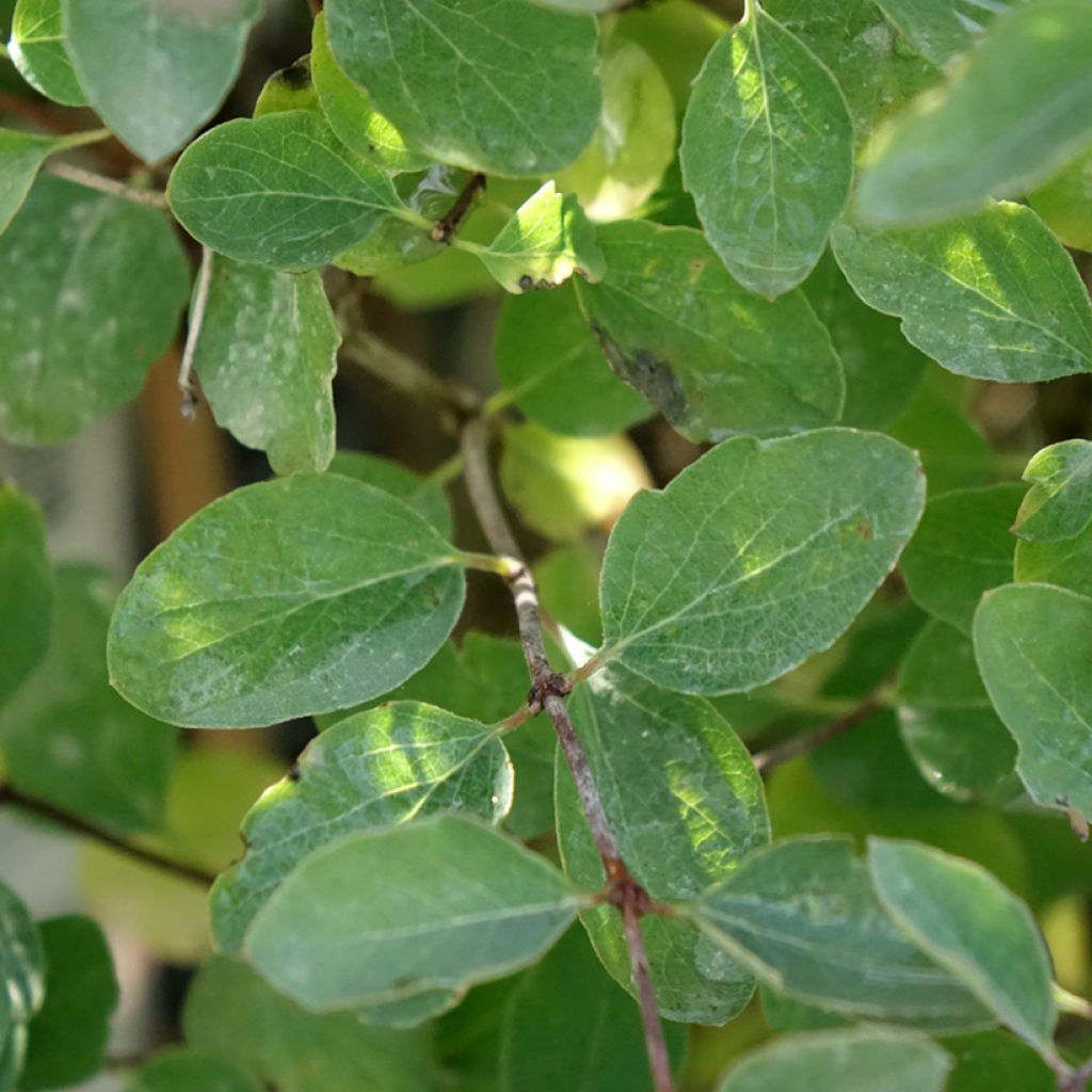 Symphorine - Symphoricarpos x doorenbosii Magical Sweet