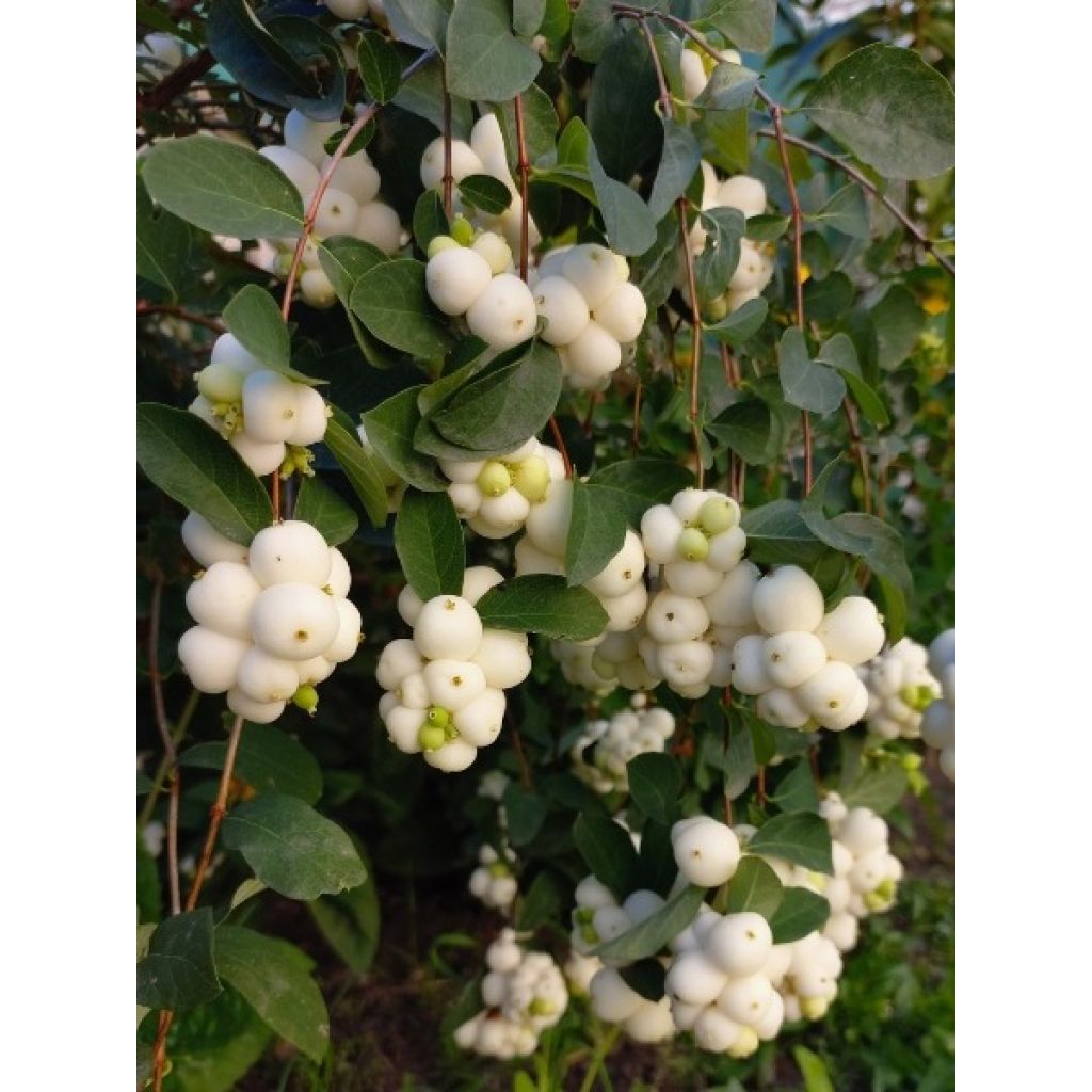 Symphorine - Symphoricarpos doorenbosii White Hedge