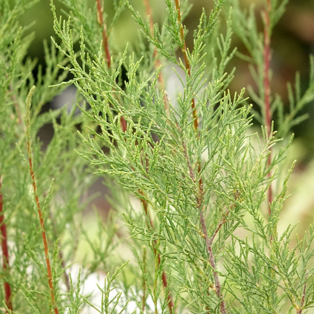 Tamaris ramosissima Hulsdonk White