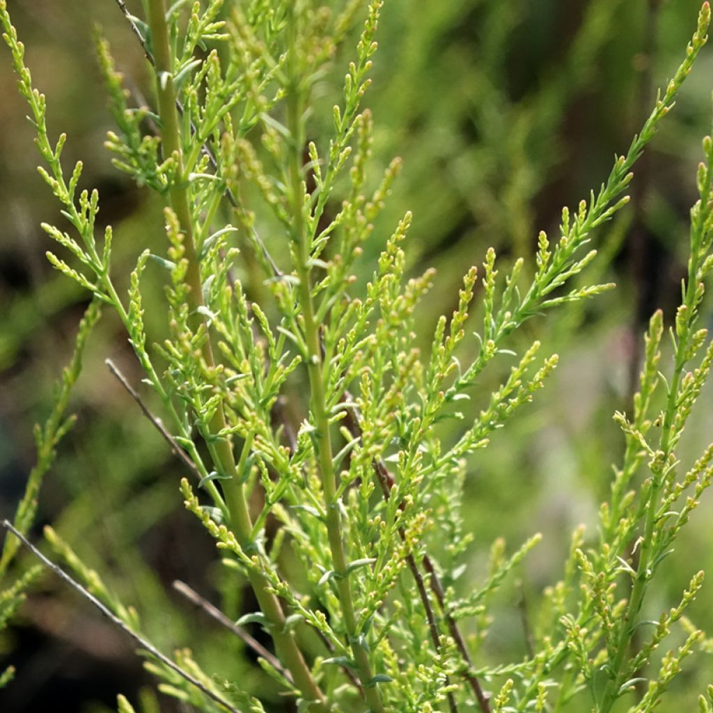 Tamaris ramosissima Rubra - Tamaris d'été