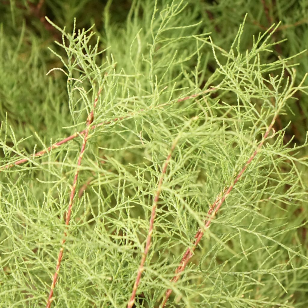 Tamarix tetrandra - Tamaris de printemps