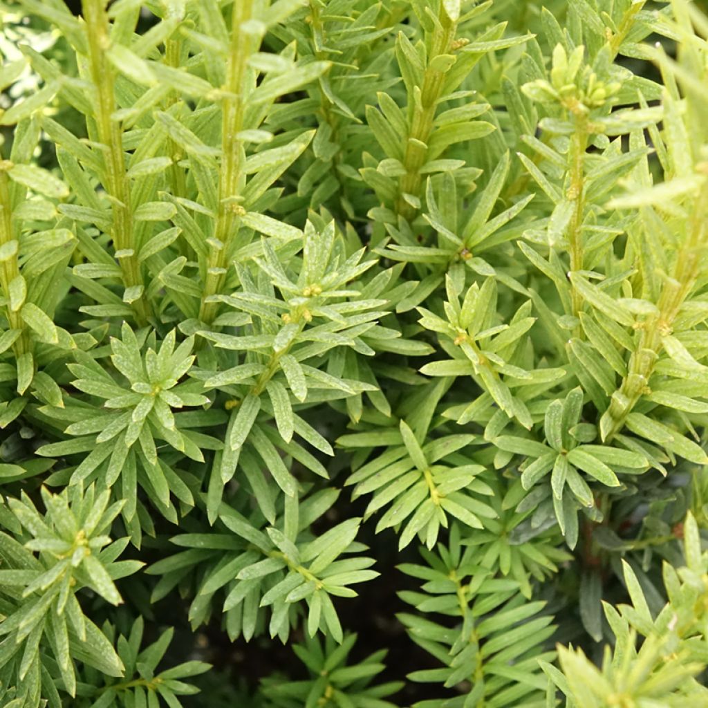 Taxus media Hillii - If hybride