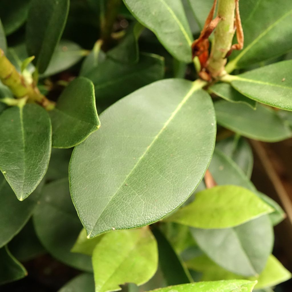 Telopea speciosissima - Waratah