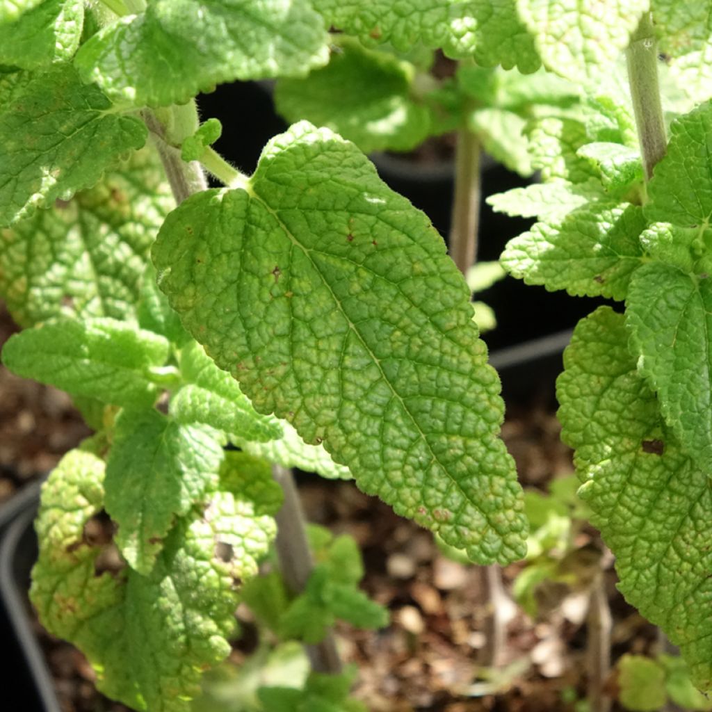 Teucrium hircaninum Paradise Delight - Germandrée d'Iran