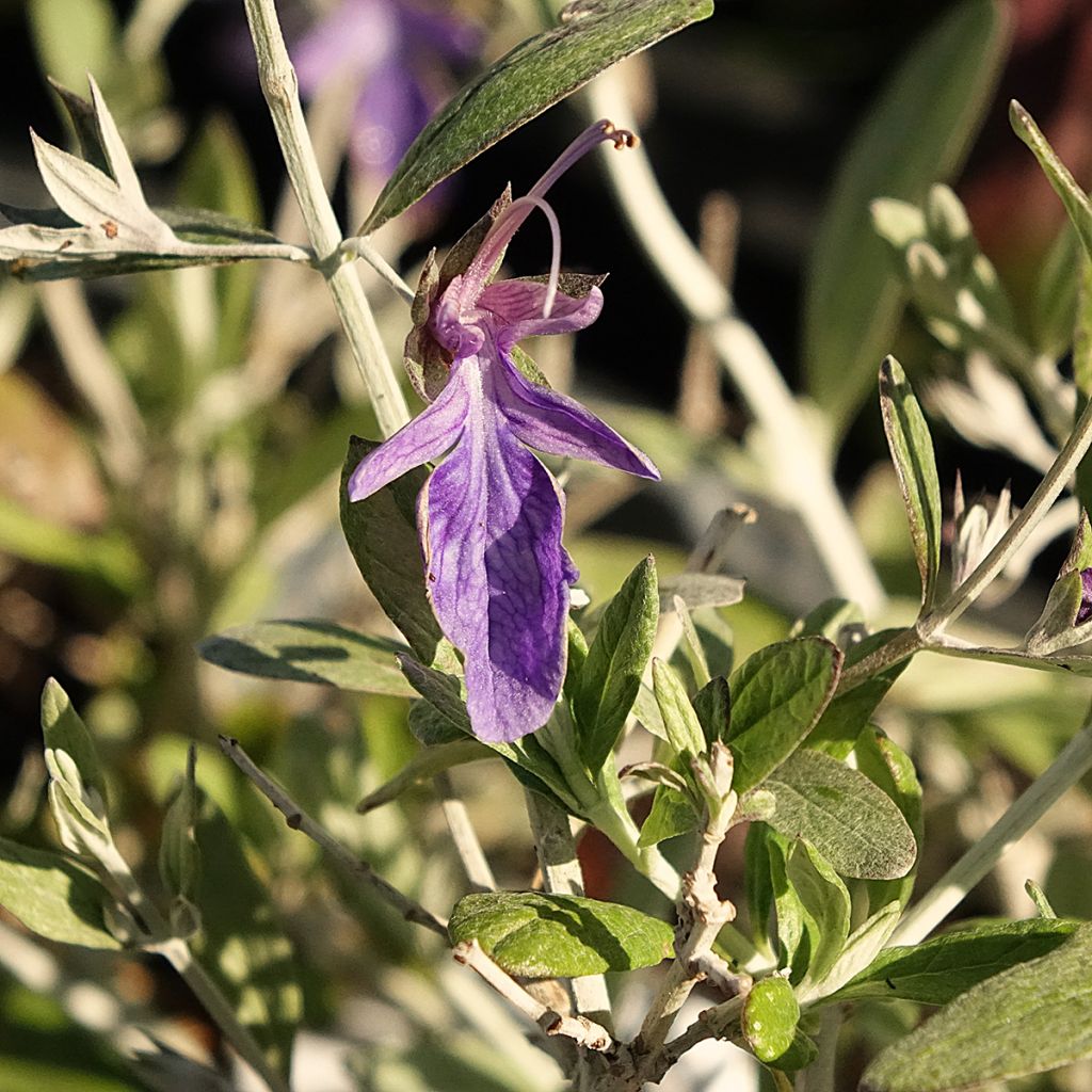 Teucrium Indyho - Germandrée arbustive