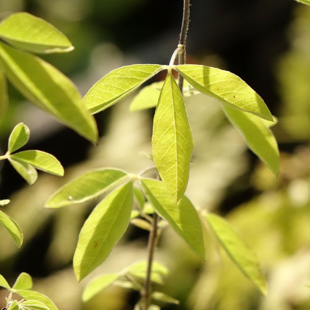 Thermopsis chinensis