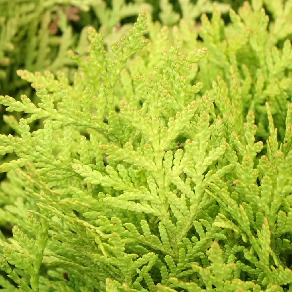 Thuja occidentalis Mirjam - Thuya du Canada