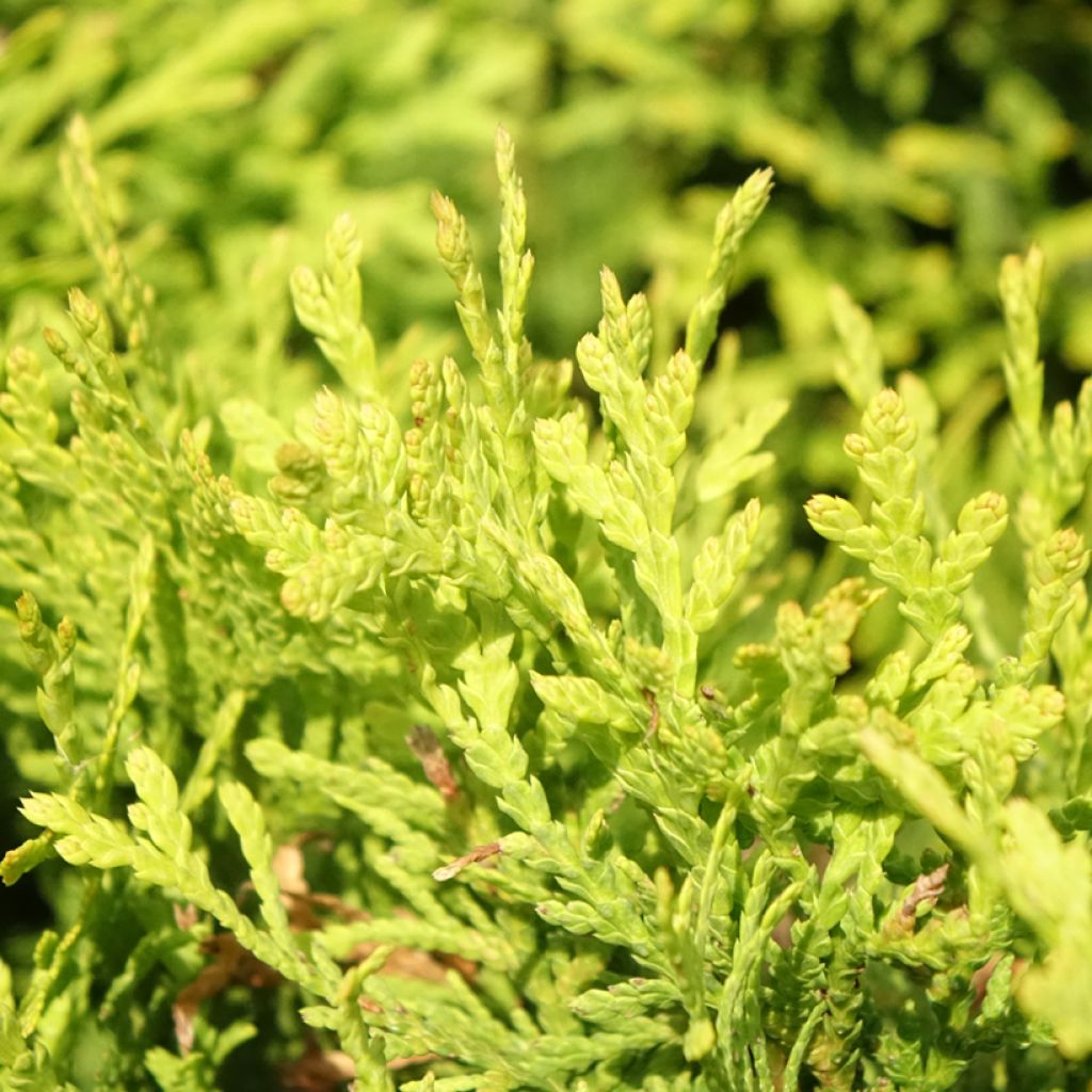 Thuja occidentalis Mirjam - Thuya du Canada