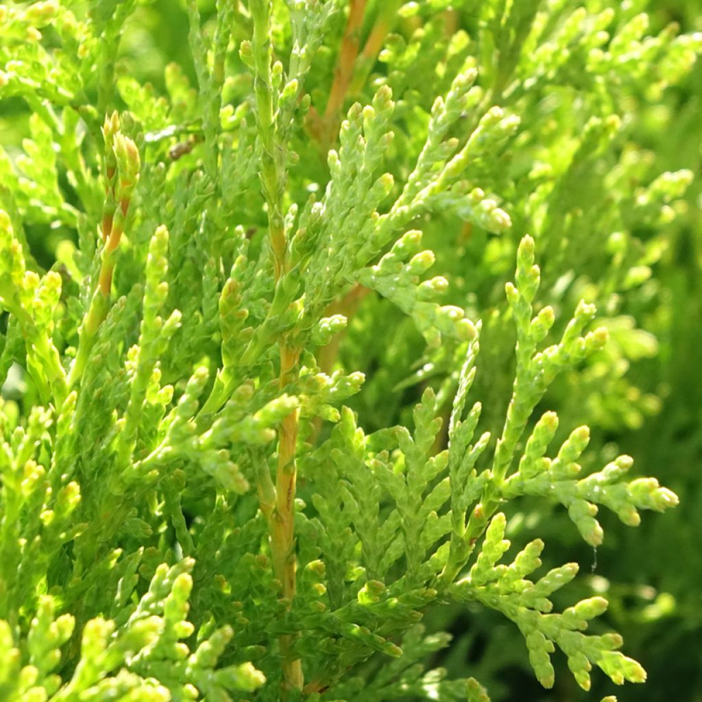 Thuya du Canada - Thuja occidentalis King of Brabant