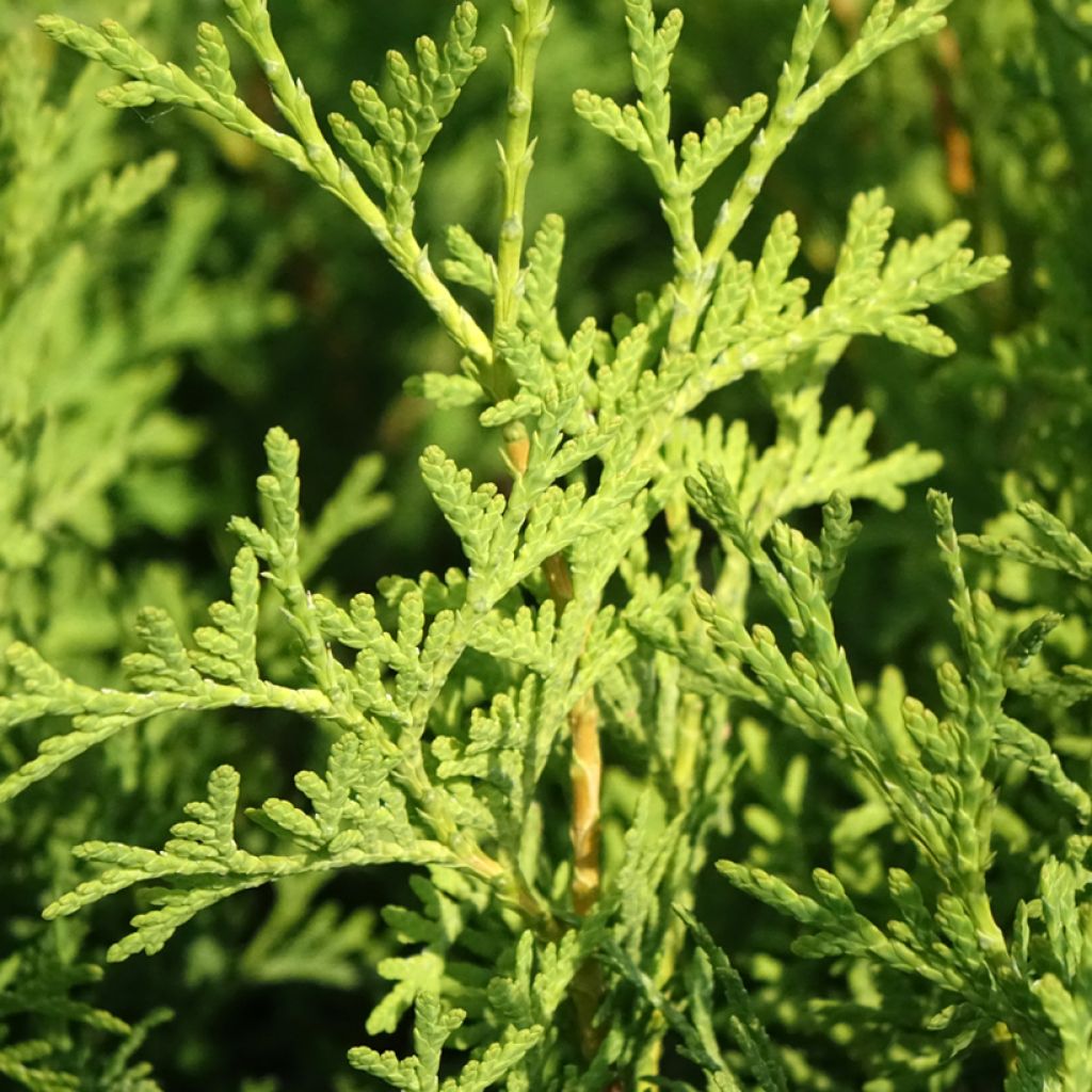 Thuya du Canada - Thuja occidentalis Pyramidalis Compacta