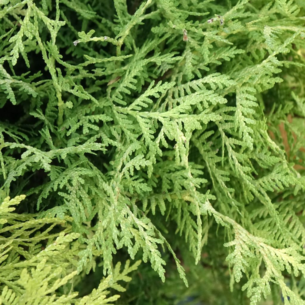 Thuya du Canada - Thuja occidentalis Selena