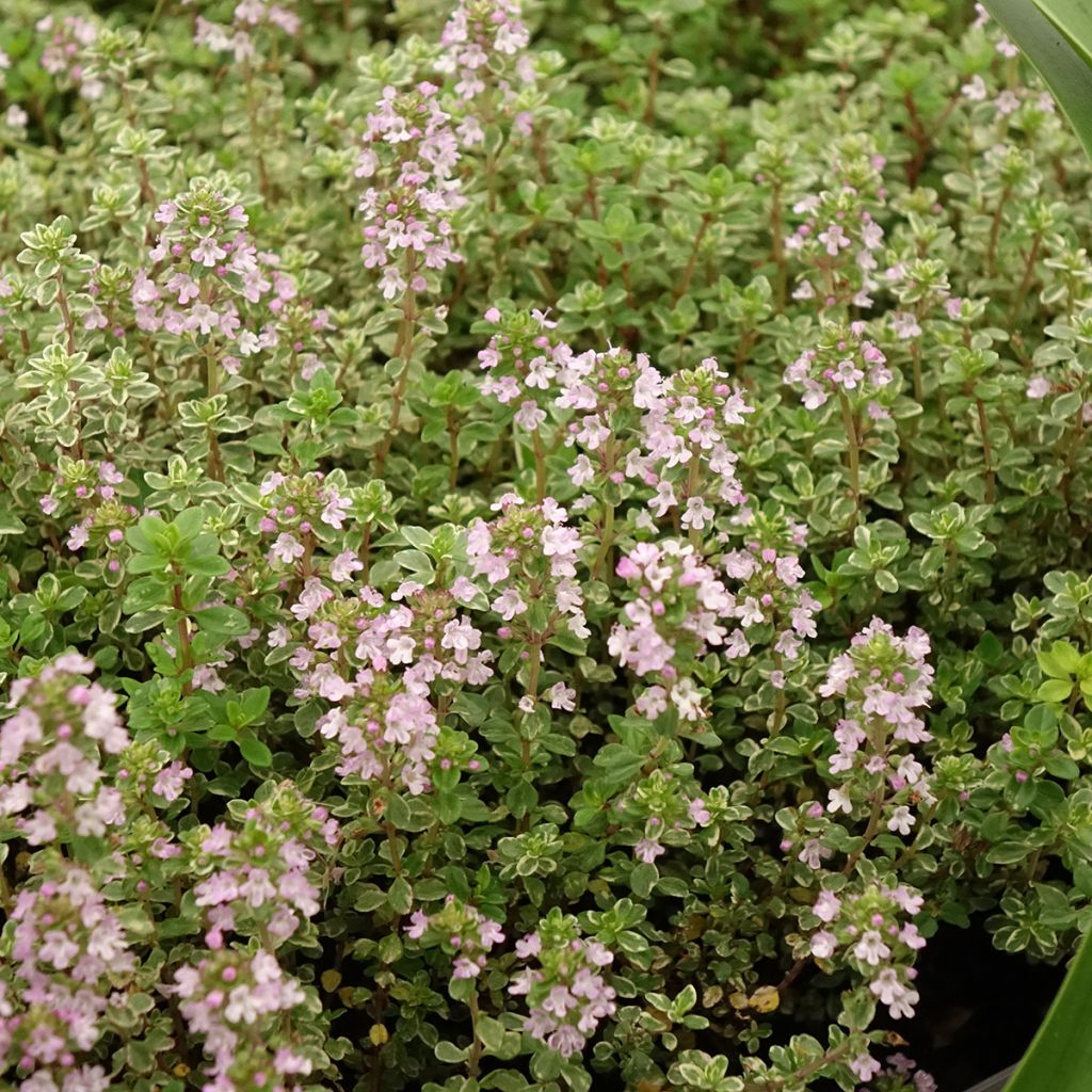 Thym citron panaché - Thymus citriodorus Silver Queen