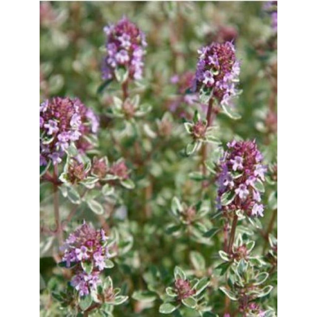 Thymus vulgaris Silver Posie - Thym Silver Posie - Thym argenté